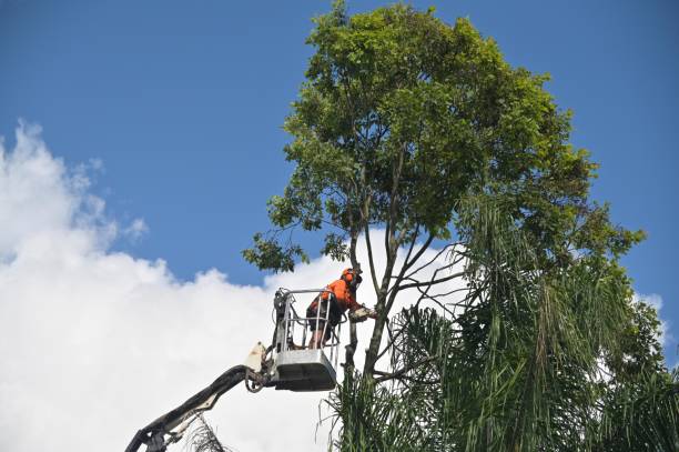 How Our Tree Care Process Works  in  Coleman, TX